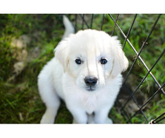 Discover the beauty: English Cream Golden Retrievers in Indiana | free-classifieds-usa.com - 1