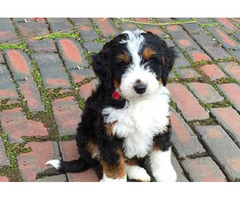 Bring home your dream Bernedoodle puppies! | free-classifieds-usa.com - 1