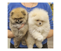 Pomeranian Spitz puppies | free-classifieds-usa.com - 4