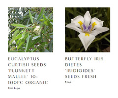 Organic Plant Seeds | Growing Hope | free-classifieds-usa.com - 1