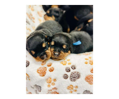 Cute Baby Rottweiler For Sale | free-classifieds-usa.com - 1