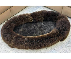 Sheepskin beds for large dogs – up to 100 cm! | free-classifieds-usa.com - 2