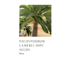 Pachypodium Baronii Seeds | Growing Hope | free-classifieds-usa.com - 1