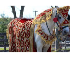 Majestic Equine Elegance: Equishare Baraat Horses Elevate Special Occasions | free-classifieds-usa.com - 1