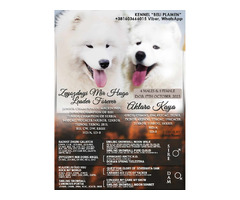 Samoyed puppies | free-classifieds-usa.com - 1