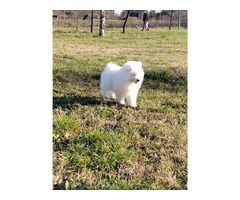 Samoyed puppies | free-classifieds-usa.com - 4