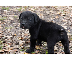 Dual Registered Cane Corso Pups | free-classifieds-usa.com - 3