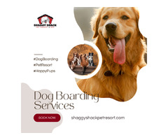 Premier Dog Boarding Services in JBLM for Happy Pups! | free-classifieds-usa.com - 1