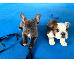 Transform Your Puppy Behavior Today! | free-classifieds-usa.com - 1