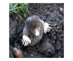 Swift and Effective Ground Mole Eradication Services - Reclaim Your Yard! | free-classifieds-usa.com - 1