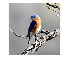 Nature And Wildlife Photographers - Trailway Photography | free-classifieds-usa.com - 1