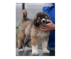 Caucasian Shepherd puppies | free-classifieds-usa.com - 1