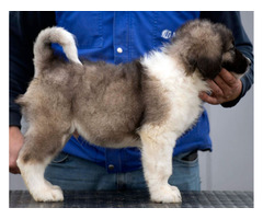 Caucasian Shepherd puppies | free-classifieds-usa.com - 2