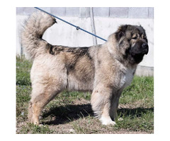 Caucasian Shepherd puppies | free-classifieds-usa.com - 4