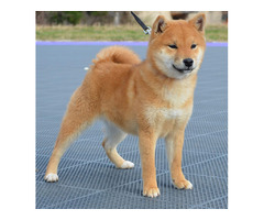 Shiba Inu puppies | free-classifieds-usa.com - 2