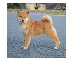 Shiba Inu puppies | free-classifieds-usa.com - 3