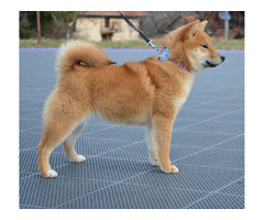 Shiba Inu puppies | free-classifieds-usa.com - 4