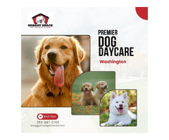 Premier Dog Daycare Services in Spanaway, WA | free-classifieds-usa.com - 1