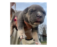American bully pocket tricolor merle puppies | free-classifieds-usa.com - 1