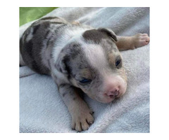 American bully pocket tricolor merle puppies | free-classifieds-usa.com - 2
