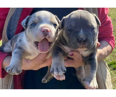 American bully pocket tricolor merle puppies | free-classifieds-usa.com - 3