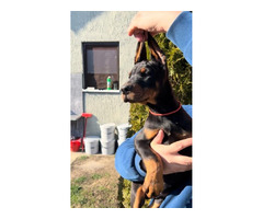 Doberman puppies | free-classifieds-usa.com - 3