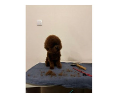 Male teacup red poodle, free to mate   | free-classifieds-usa.com - 4