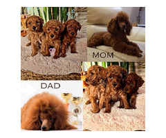 Red toy poodle  | free-classifieds-usa.com - 1