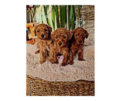 Red toy poodle  | free-classifieds-usa.com - 2