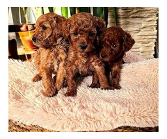 Red toy poodle  | free-classifieds-usa.com - 4