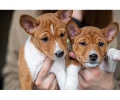 Basenji puppies | free-classifieds-usa.com - 1