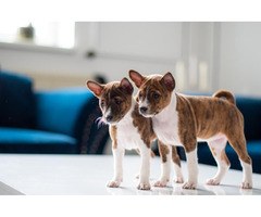 Basenji puppies | free-classifieds-usa.com - 2