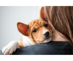 Basenji puppies | free-classifieds-usa.com - 3