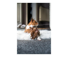 Basenji puppies | free-classifieds-usa.com - 4