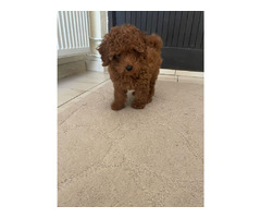 Red Toy Poodle  puppies  for sale | free-classifieds-usa.com - 1