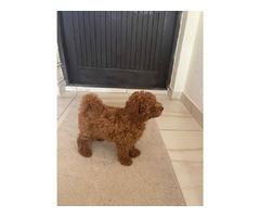 Red Toy Poodle  puppies  for sale | free-classifieds-usa.com - 2