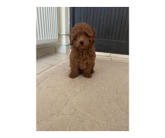 Red Toy Poodle  puppies  for sale | free-classifieds-usa.com - 3