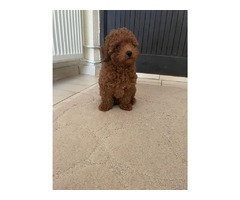 Red Toy Poodle  puppies  for sale | free-classifieds-usa.com - 4