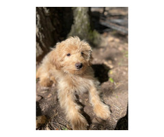 REHOMING PUPPY | free-classifieds-usa.com - 1