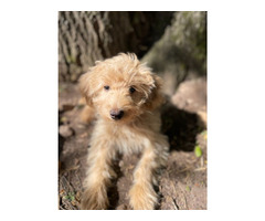 REHOMING PUPPY | free-classifieds-usa.com - 2