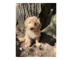 REHOMING PUPPY | free-classifieds-usa.com - 3