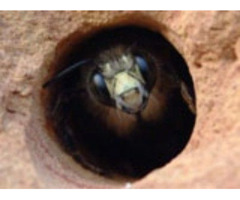 Expert Carpenter Bee Control Services - Trust Urban Wildlife Control for Effective Solutions! | free-classifieds-usa.com - 1