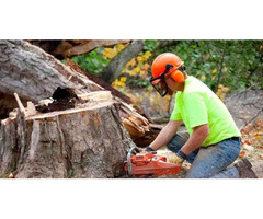 Hire Expert Tree Cutting Service in USA For Tree Solutions | free-classifieds-usa.com - 1