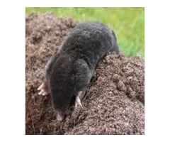 Unleash Your Yard's Potential: Premium Ground Mole Removal by Urban Wildlife Control | free-classifieds-usa.com - 1