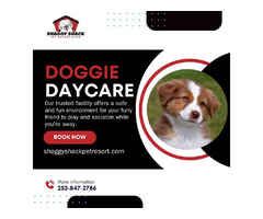 Quality Dog Daycare Services in Spanaway  | free-classifieds-usa.com - 1
