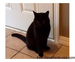 Lost black male cat | free-classifieds-usa.com - 1