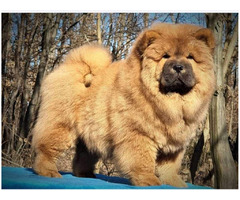Chow Chow  puppies for sale | free-classifieds-usa.com - 1