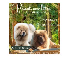 Chow Chow  puppies for sale | free-classifieds-usa.com - 4