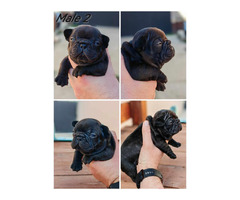 French Bulldog puppies | free-classifieds-usa.com - 3