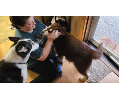 Alaskan Malamute Puppy  | free-classifieds-usa.com - 1
